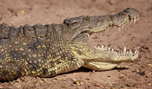 Images Dated 7th September 2010: Africa, Botswana, Chobe National Park. Close-up of crocodile in profile with open mouth