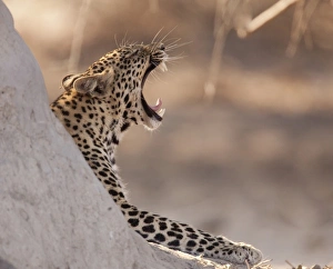 Africa, Botswana, Chobe National Park. Close-up of yawning leopard