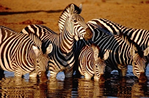 Africa, Botswana, Chobe National Park, Linyanti Wildlife Reserve. Game viewing