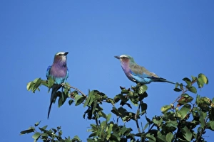 Africa, Botswana, Chobe National Park, Two Lilac-Breasted Rollers (Coracias caudata)