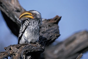 Africa, Botswana, Chobe National Park, Yellow-billed Hornbill (Tockus leucomelas)