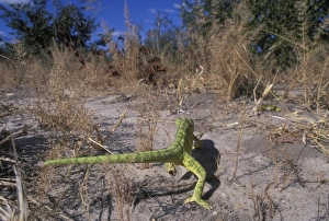 Africa, Botswana, Chobe National Park, Flap-necked Chameleon (Chamaeleo dilepis)