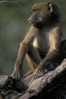 Africa, Botswana, Chobe National Park, Chacma Baboon (Papio ursinus) sits in tree