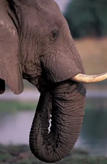 Ivory Prints: Africa, Botswana. Elephant (Loxodanta Africana)