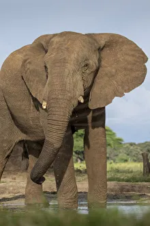 Africa, Botswana, Kasane, Bull Elephant (Loxodonta africana