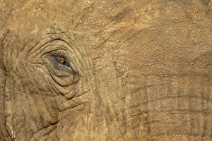 Eye Contact Prints: Africa, Botswana, Kasane, Close-up of Bull Elephant