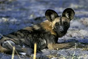 Africa, Botswana, Kwando Reserve. African wild dog (Lycaon pictus)