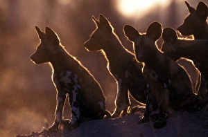 Africa, Botswana, Kwando Reserve. African wild dogs (Lycaon pictus)