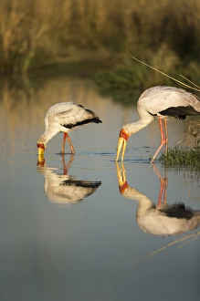 Images Dated 9th June 2014: Africa, Botswana, Moremi Game Reserve, Yellow Billed Storks (Mycteria ibis) fishing