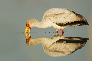 Images Dated 9th June 2014: Africa, Botswana, Moremi Game Reserve, Yellow Billed Stork (Mycteria ibis) fishing