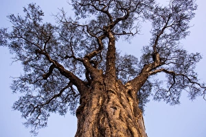 Africa, Botswana, Moremi Game Reserve, Low angle view of towering tree at dusk in