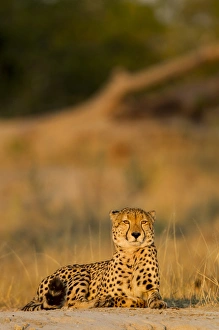 Images Dated 4th June 2014: Africa, Botswana, Moremi Game Reserve, Cheetah (Acinonyx jubatus) resting on low