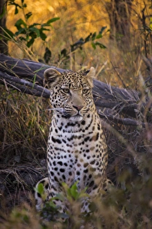 Images Dated 6th July 2014: Africa, Botswana, Moremi Game Reserve. Sitting leopard