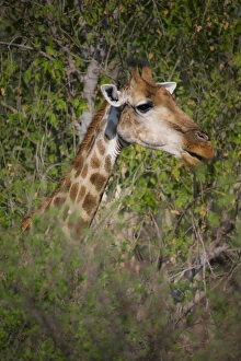 Images Dated 6th July 2014: Africa, Botswana, Moremi Game Reserve. Giraffe close-up