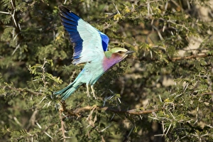 Images Dated 5th June 2014: Africa, Botswana, Moremi Game Reserve, Lilac-Breasted Roller (Coracias caudata) flapping
