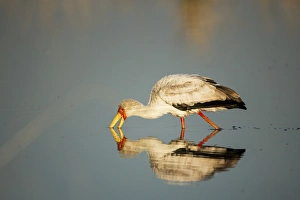 Images Dated 9th June 2014: Africa, Botswana, Moremi Game Reserve, Yellow Billed Stork (Mycteria ibis) fishing