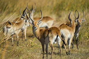 Images Dated 11th June 2014: Africa, Botswana, Moremi Game Reserve, Southern Lechwe (Kobus leche) standing in
