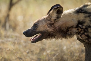 Images Dated 4th June 2014: Africa, Botswana, Moremi Game Reserve, Profile of Wild Dog (Lycaon pictus) breathing