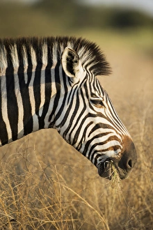 Images Dated 4th June 2014: Africa, Botswana, Moremi Game Reserve, Plains Zebra (Equus burchelli) feeding
