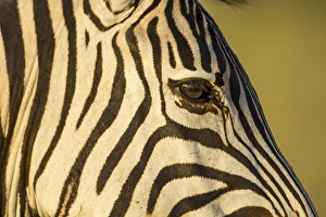 Images Dated 4th June 2014: Africa, Botswana, Moremi Game Reserve, Close-up of Plains Zebra (Equus burchelli)