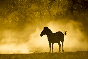 Images Dated 7th June 2014: Africa, Botswana, Moremi Game Reserve, Plains Zebra (Equus burchelli) standing in