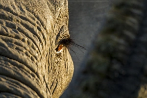 Images Dated 9th June 2014: Africa, Botswana, Moremi Game Reserve, Rising sun lights eye of African Elephant