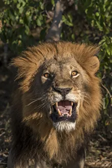 Africa, Botswana, Moremi Game Reserve. Close-up of male lion