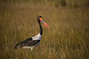 Jones And Shimlock Prints: Africa, Botswana, Moremi Game Reserve. Close-up of saddle-billed stork. Credit as