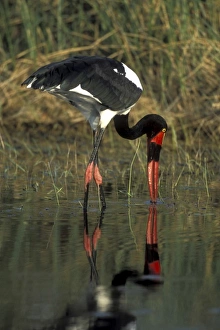 Africa, Botswana, Moremi Game Reserve, Saddle-Billed Stork (Ephippiorhynchus senegalensis)