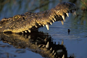 Africa, Botswana, Moremi Game Reserve, Nile Crocodile (Crocodylus niloticus) bares