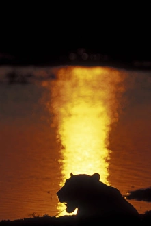 Africa, Botswana, Moremi Game Reserve, Lioness (Panthera leo) silhouetted by setting Africa, Botswana, Moremi Game Reserve, Lioness (Panthera leo) silhouetted by setting