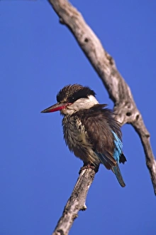 King Fisher Prints: Africa, Botswana, Moremi Widlife Reserve. Portrait of a Striped Kingfisher (Halcyon