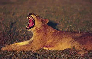 Yawning Prints: Africa, Botswana, Moremi Wildlife Reserve. Lioness (Panthera leo) yawning in early