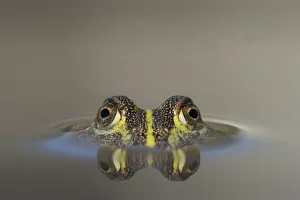 Africa, Botswana, Nxai Pan National Park, Young African Bullfrog (Pyxicephalus adspersus