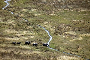 Images Dated 26th October 2012: Africa, Botswana, Okavango Delta. Aerial view by helicopter safari of elephants in