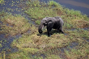 Images Dated 26th October 2012: Africa, Botswana, Okavango Delta. Aerial view by helicopter safari of elephants in