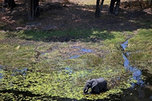 Images Dated 26th October 2012: Africa, Botswana, Okavango Delta. Aerial view by helicopter safari of elephants in