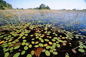 Africa, Botswana, Okavango Delta. Typical delta marsh habitat