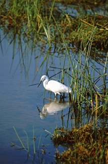Africa, Botswana, Okavango Delta. Egret in delta wetland habitat