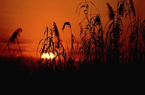 Africa, Botswana, Okavango Delta. Delta sunset in wetland habitat