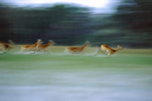 Africa, Botswana, Okavango Delta. Red Lechwe running in wetlands of the delta, blur