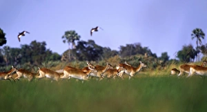 Images Dated 11th August 2009: Africa, Botswana, Okavango Delta