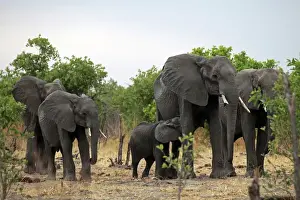 Nursing Prints: Africa, Botswana, Savute. Elephant family of Savute in Chobe National Park