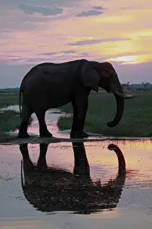 Big Five Prints: Africa, Botswana, Savute. Elephant reflection in Chobe National Park