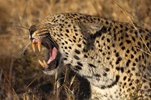 Images Dated 27th May 2012: Africa, Botswana, Savute Game Reserve. Yawning leopard