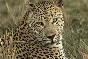 Images Dated 8th June 2015: Africa, Botswana, Savute Game Reserve. Portrait of resting adult leopard. Credit as