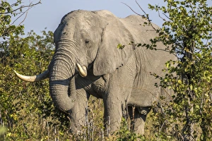 Images Dated 14th June 2015: Africa, Botswana, Savute Game Reserve. Bull elephant eating