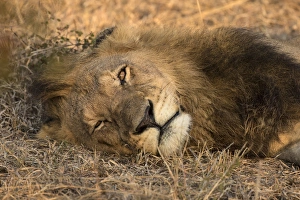 Images Dated 10th June 2015: Africa, Botswana, Savute Game Reserve. Sleeping male lion