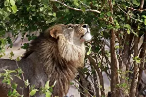 Big Five Prints: Africa, Botswana, Savute. Lion looking up in tree at Savute, Chobe National Park