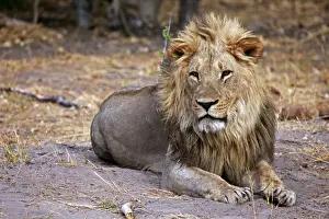 Lying Prints: Africa, Botswana, Savute. Male lion of Savute in Chobe National Park